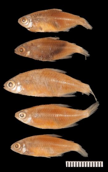 Media type: image;   Ichthyology 20840 Aspect: lateral,description